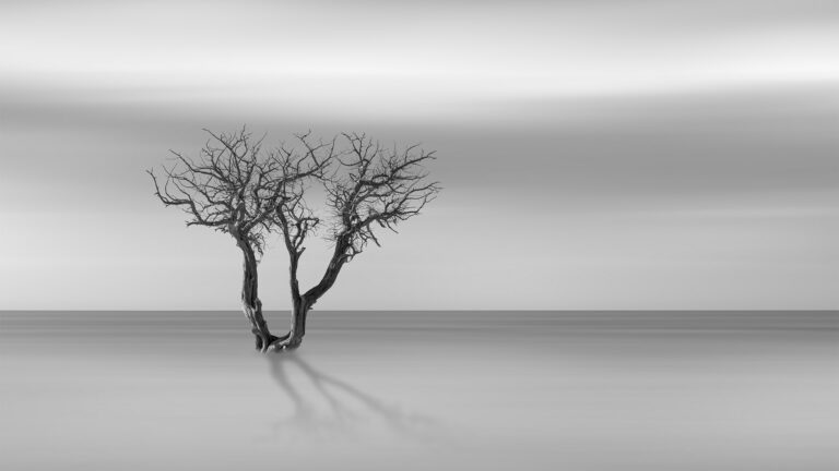 Lonely_Trees_Nr2